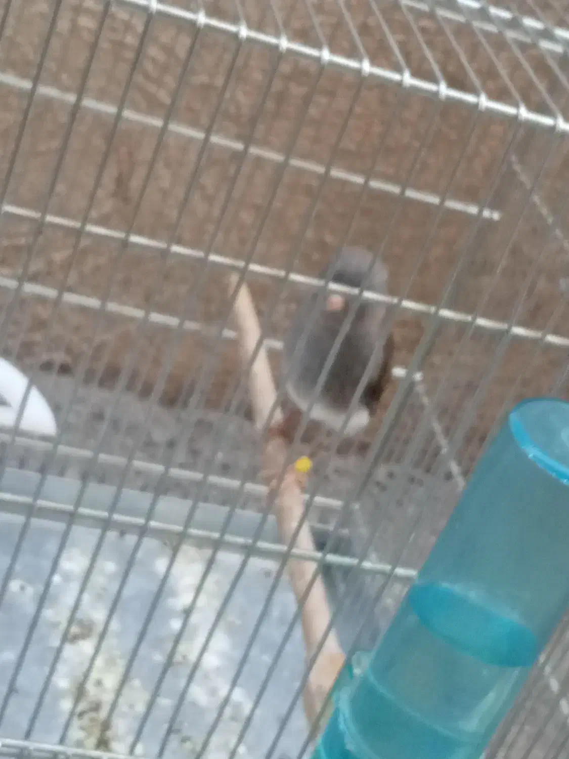 قناری طوسی|پرنده|تهران, آزادشهر|دیوار