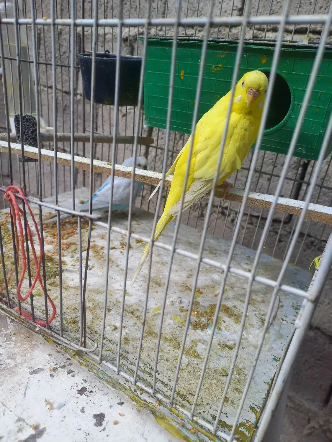 یک جفت مرغ عشق باقفس ووسایل|پرنده|دیواندره, |دیوار