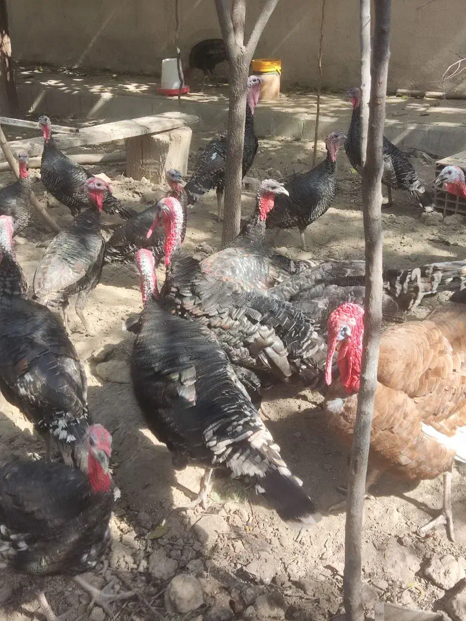 بوقلمون برنز|حیوانات مزرعه|کرج, شهرک بنفشه|دیوار