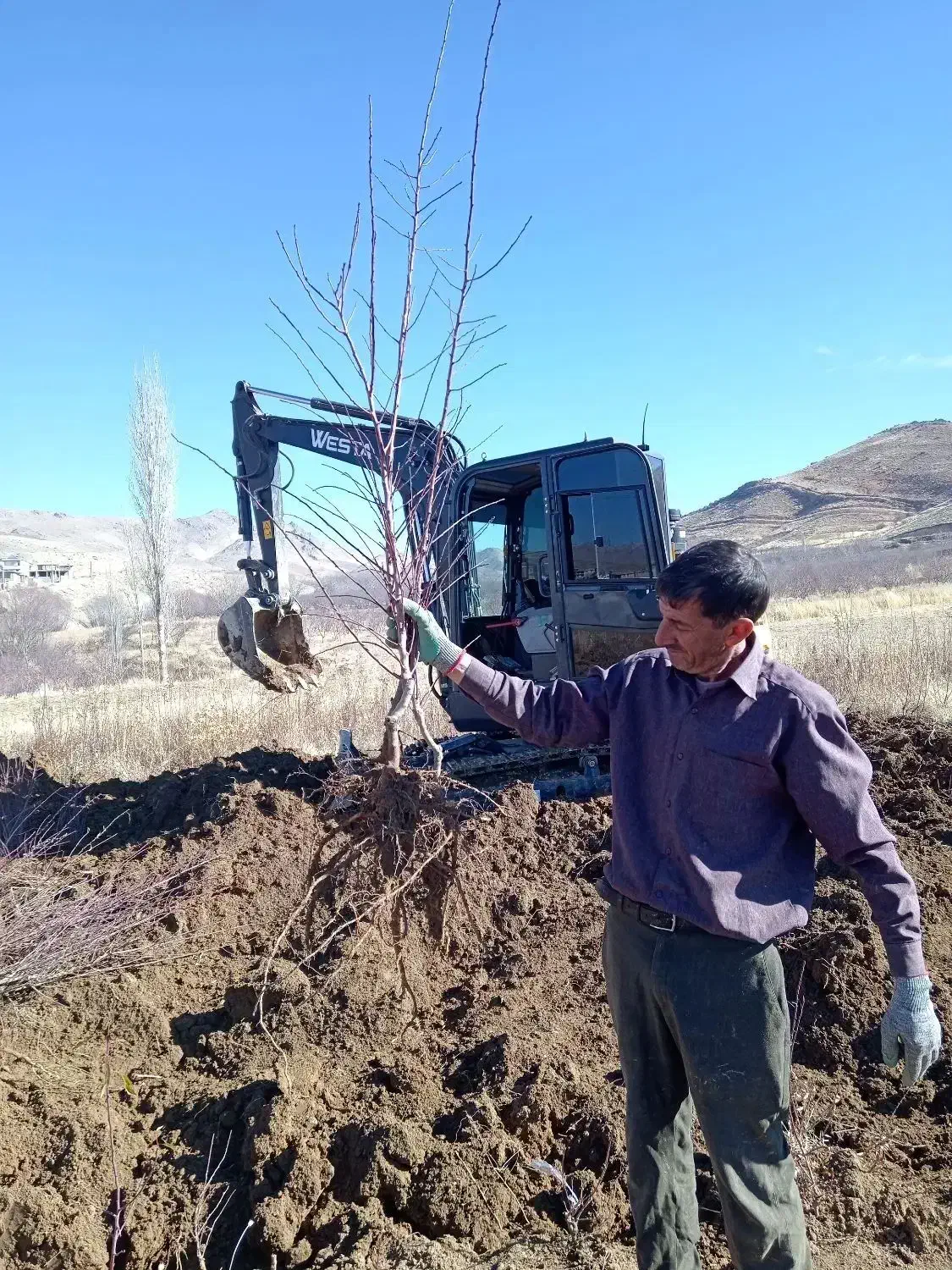 تولید و عرضه نهال بادام اصلاح شده مرودشت|خدمات باغبانی و درختکاری|مرودشت, ثبت احوال|دیوار