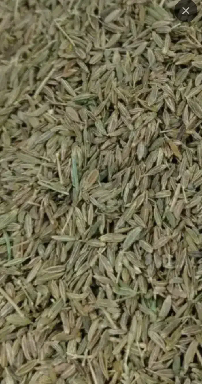 زیره‌سبز‌|خوردنی و آشامیدنی|گرمخان, |دیوار