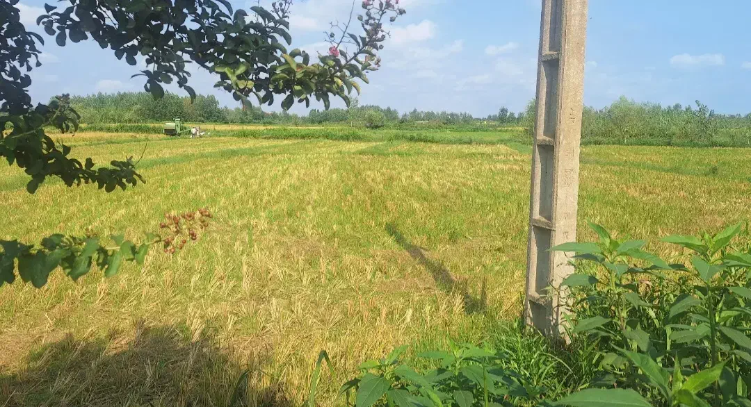 زمین 800 متری در بافت طرح هادی بر جاده اصلی|فروش زمین و ملک کلنگی|رودسر, |دیوار