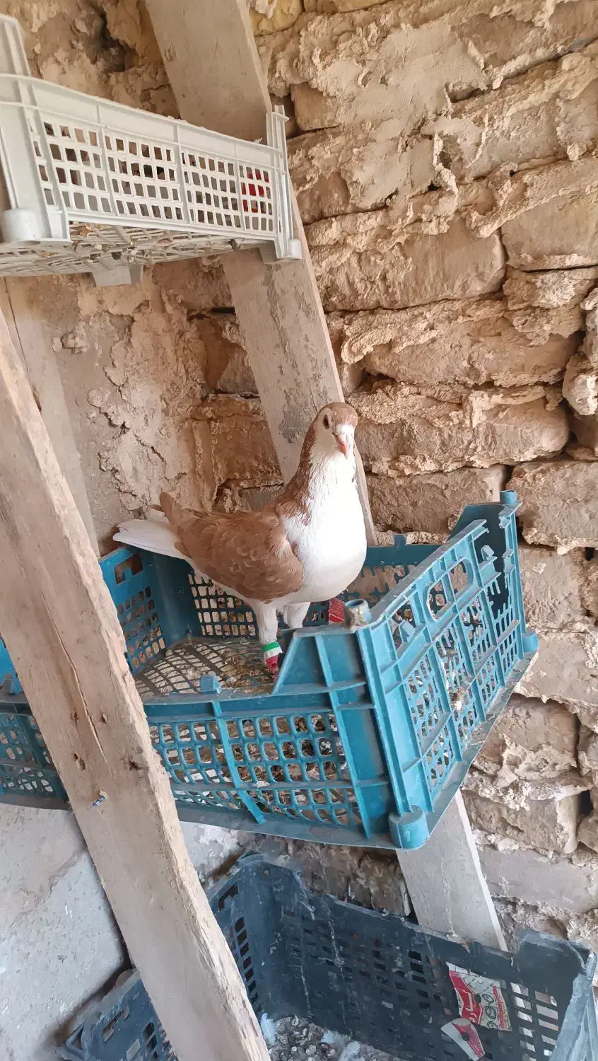 کفتر نر|پرنده|بردسکن, |دیوار