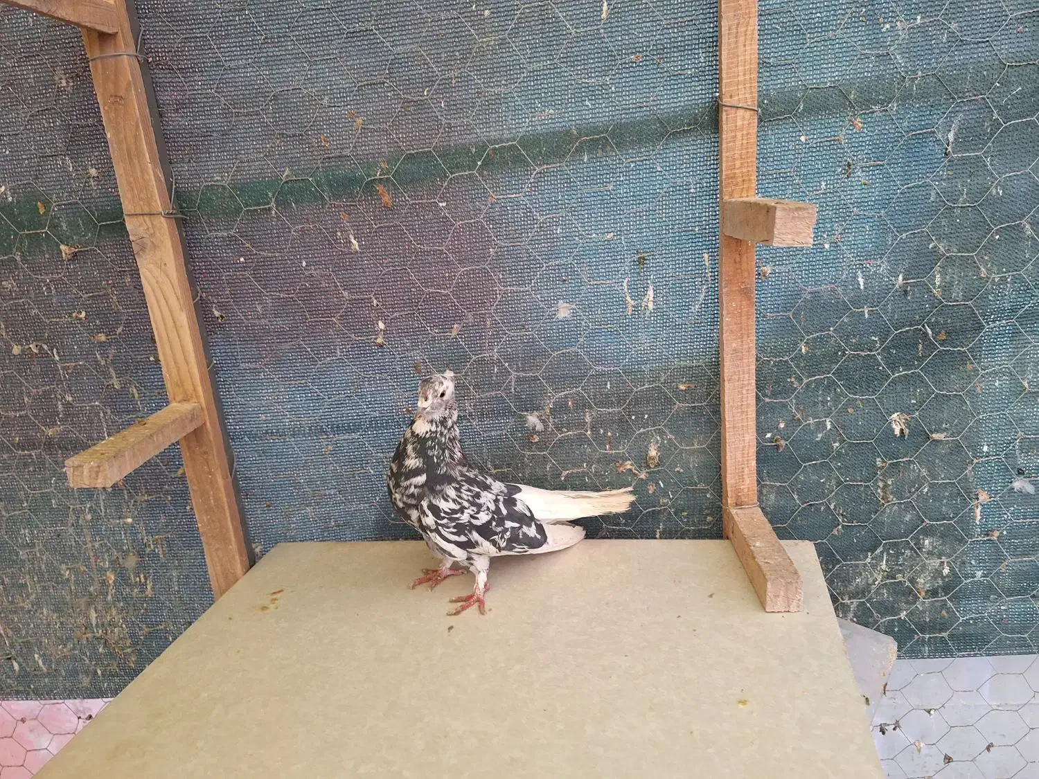 کبوتر رنگی . طوقی . دمسفید|پرنده|شاهینشهر, شهرک میلاد|دیوار