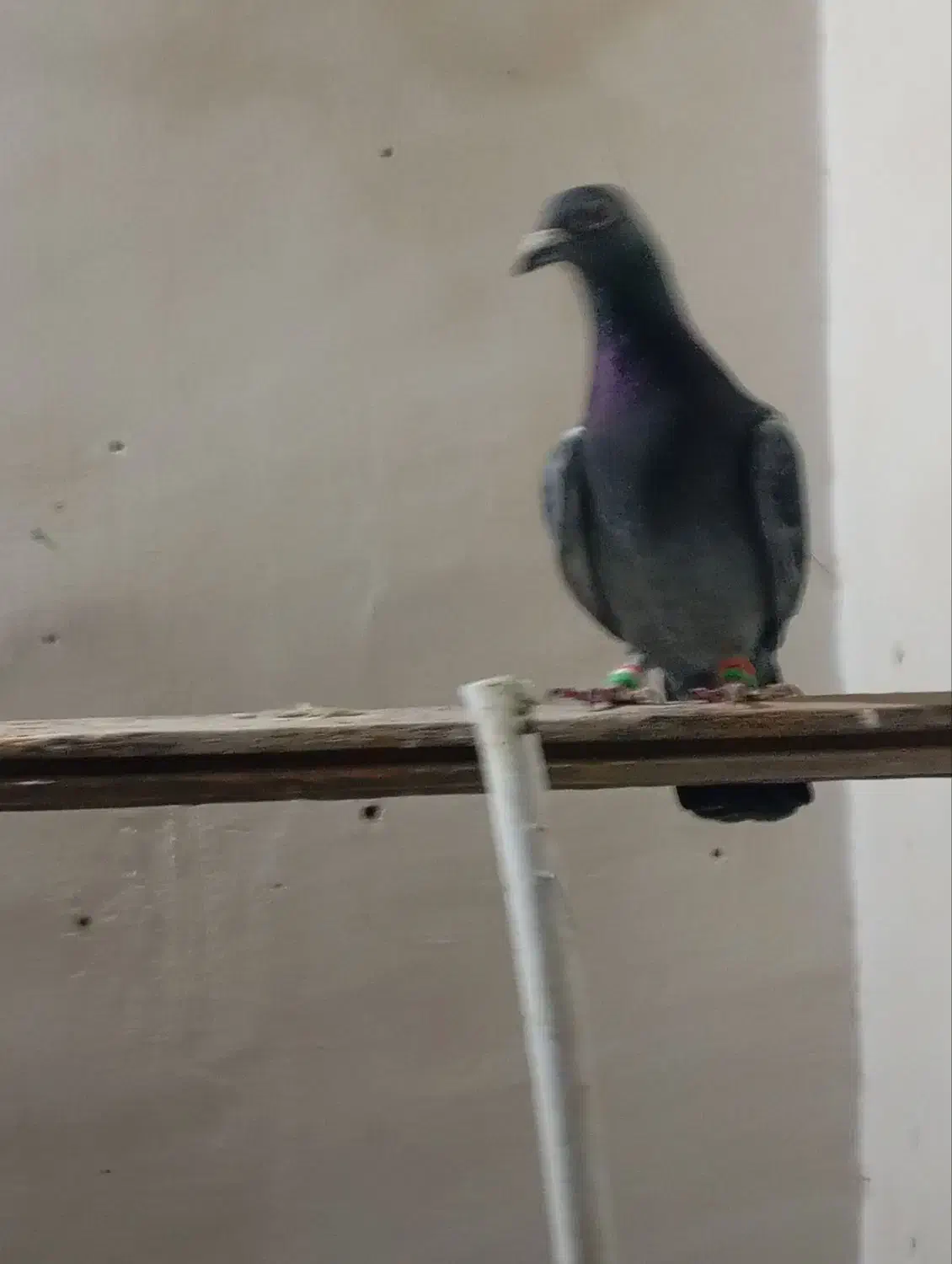 پرشی|پرنده|تربت‌حیدریه, سرمحله|دیوار