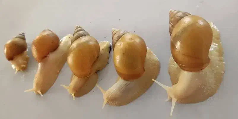 حلزون آچاتینا آلبینو|خزنده|تهران, بهمن یار|دیوار