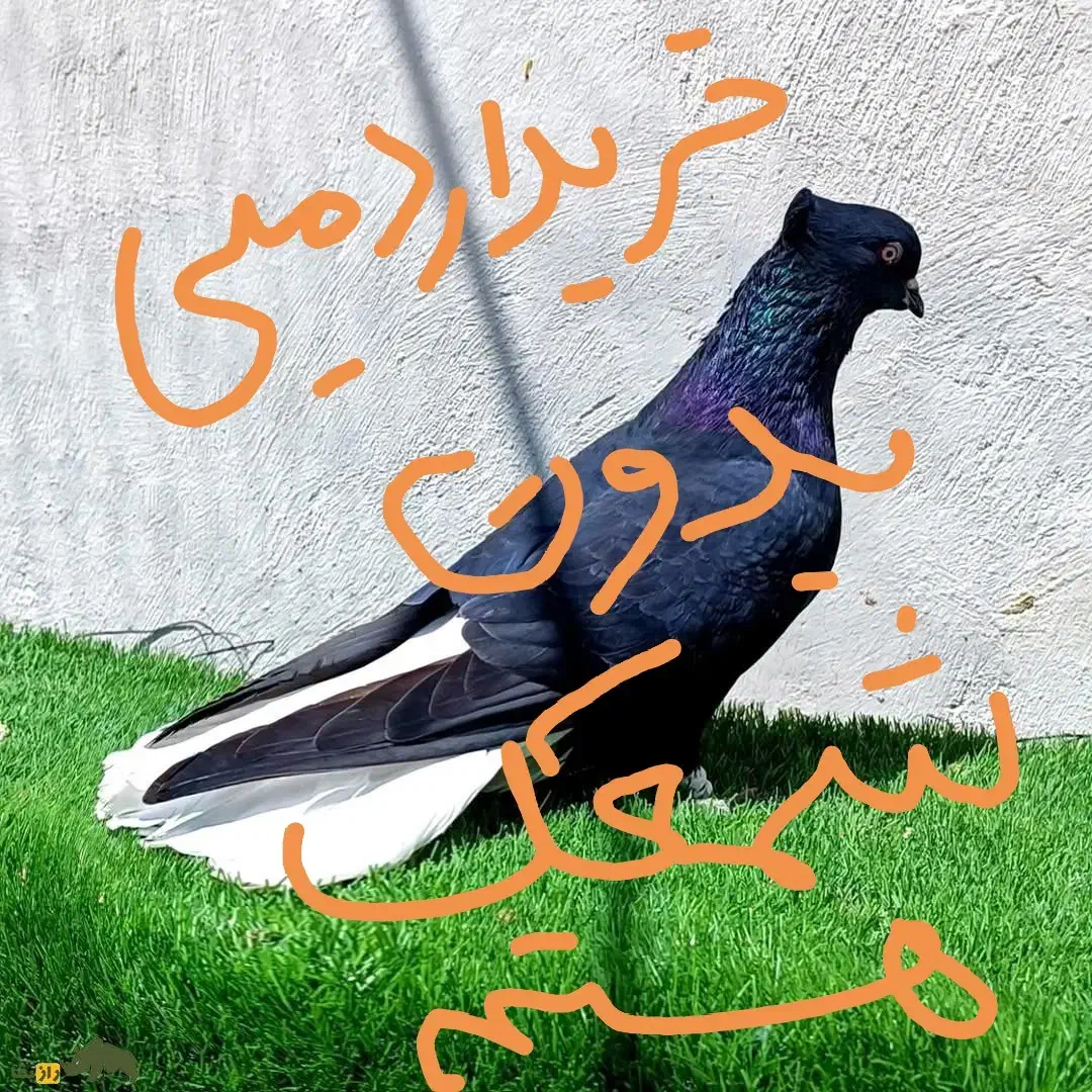 دم سفید نر بدون شمعک 30 تا|پرنده|مرودشت, بیست متری بیمارستان|دیوار