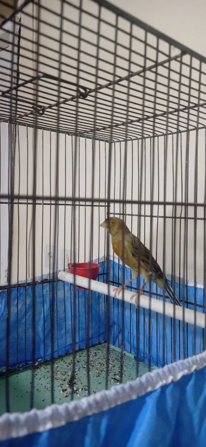 قناری نر سبز سوخته|پرنده|ملایر, |دیوار