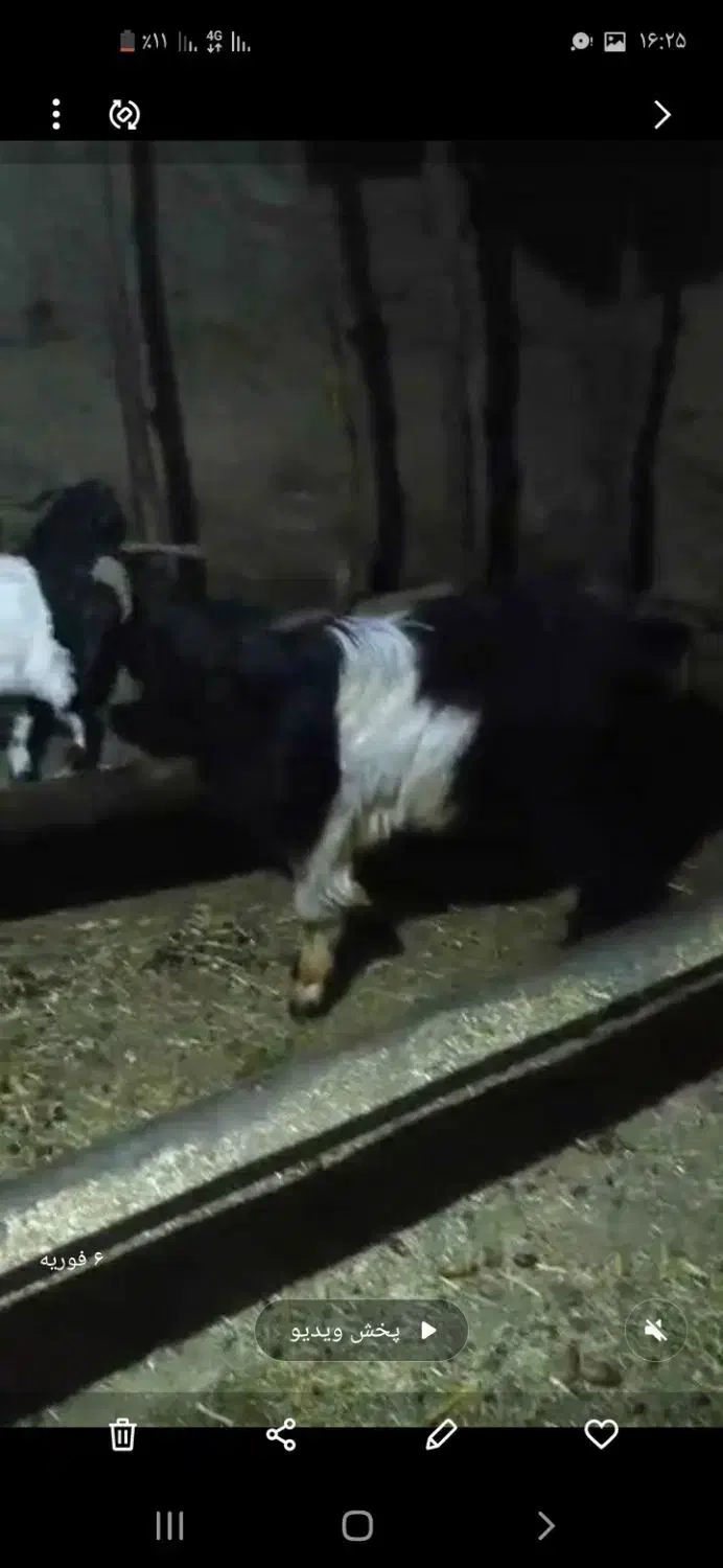 دو بز دو بزغاله|حیوانات مزرعه|مریوان, |دیوار