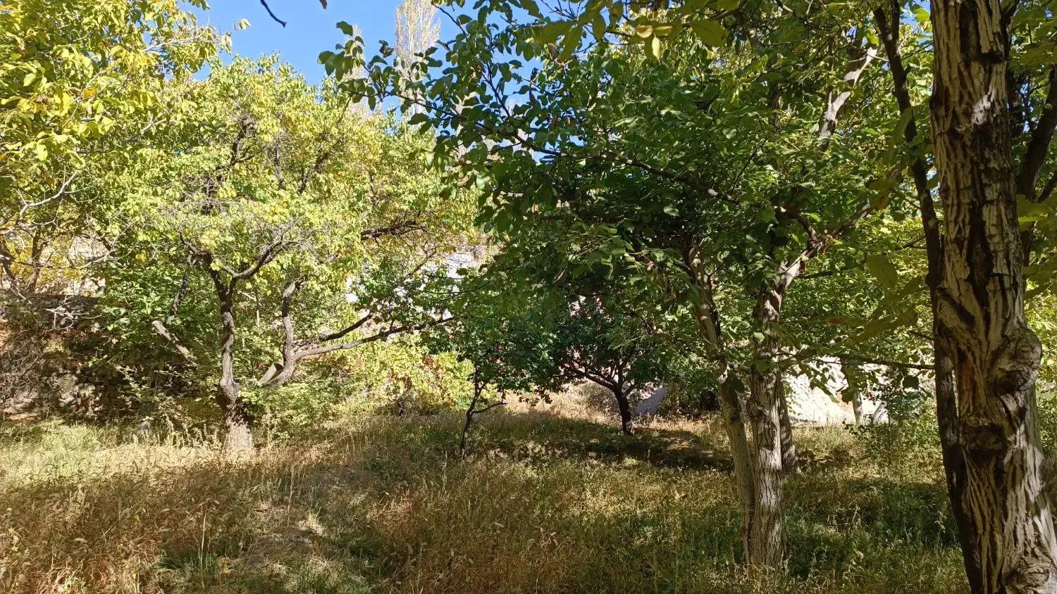 باغ در بهتری جای اسفنجان کهنمو چایی راه قدیم کهنمو|فروش زمین و ملک کلنگی|اسکو, |دیوار