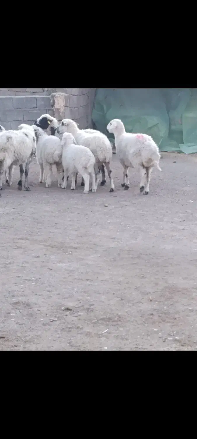 5عدد میش باغینی بره بزرگ و میش ها دوباره قوچ خورد|حیوانات مزرعه|کرمان, |دیوار