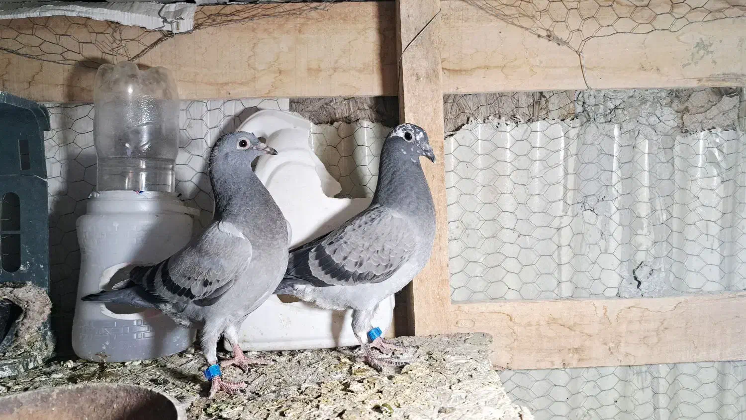 جوجه کفتر پلاکی وماده سفید|پرنده|رباط‌کریم, شهرک صنعتی زواره‌ای|دیوار