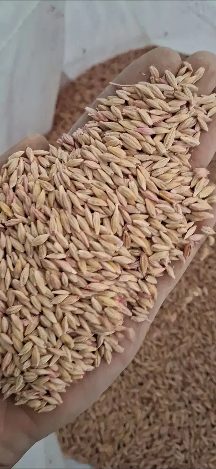 بذر جو بهمن|گل و گیاه طبیعی|نهاوند, |دیوار