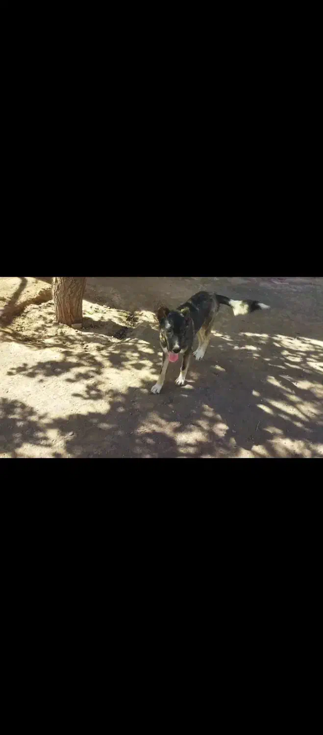 سگ توله خراسانی|سگ|پائین جام, |دیوار