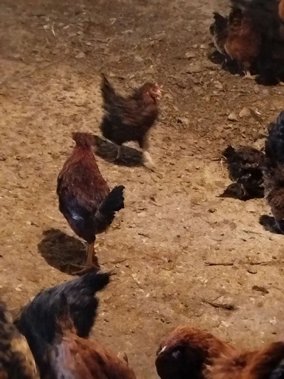 فروش مرغ محلی|حیوانات مزرعه|دماوند, دماوند|دیوار