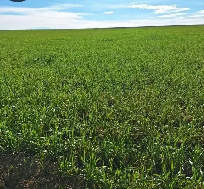 زمین زراعی|فروش دفتر صنعتی، کشاورزی، تجاری|قشلاق دشت, |دیوار