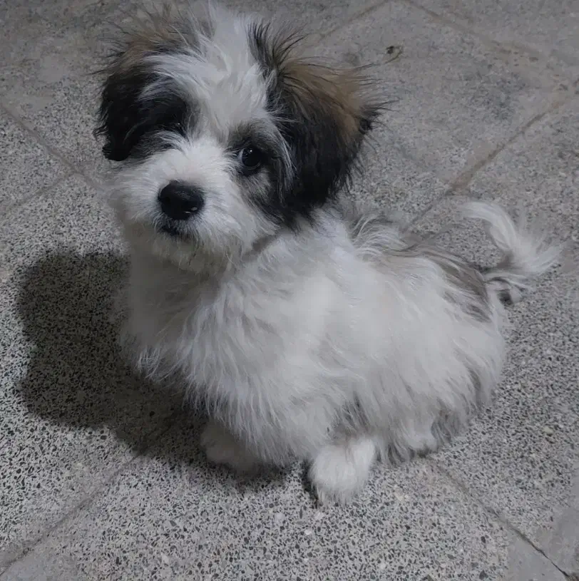 توله پنج ماهه. نژاد شیتزو|سگ|اردبیل, |دیوار