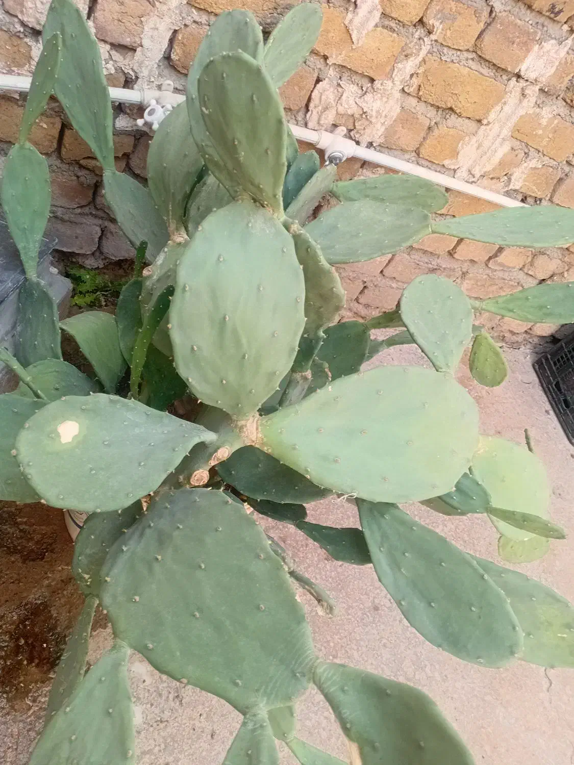 کاکتوس|گل و گیاه طبیعی|اسلام‌‌آباد غرب, |دیوار