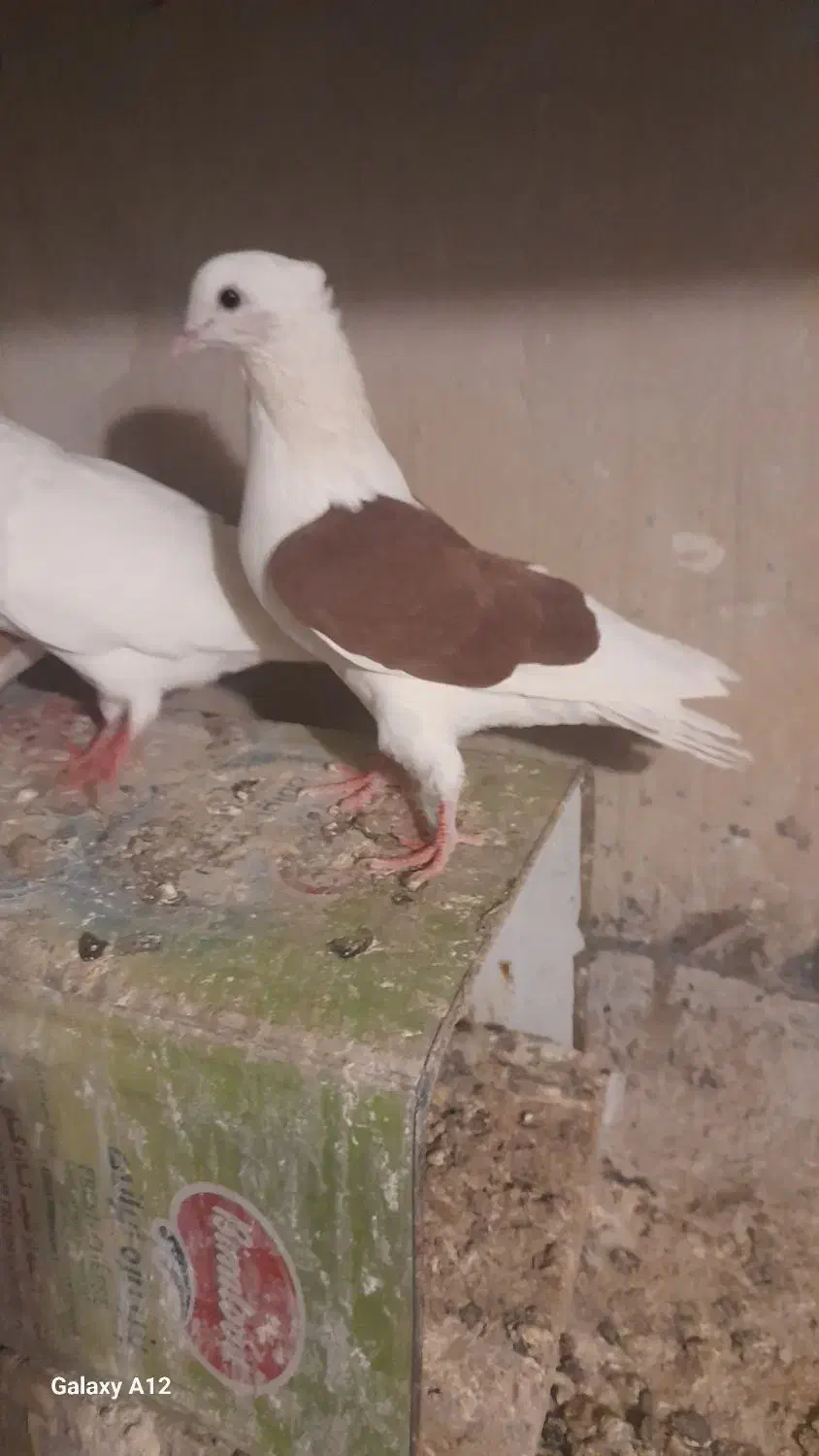 ک بوتر|پرنده|بروجرد, |دیوار