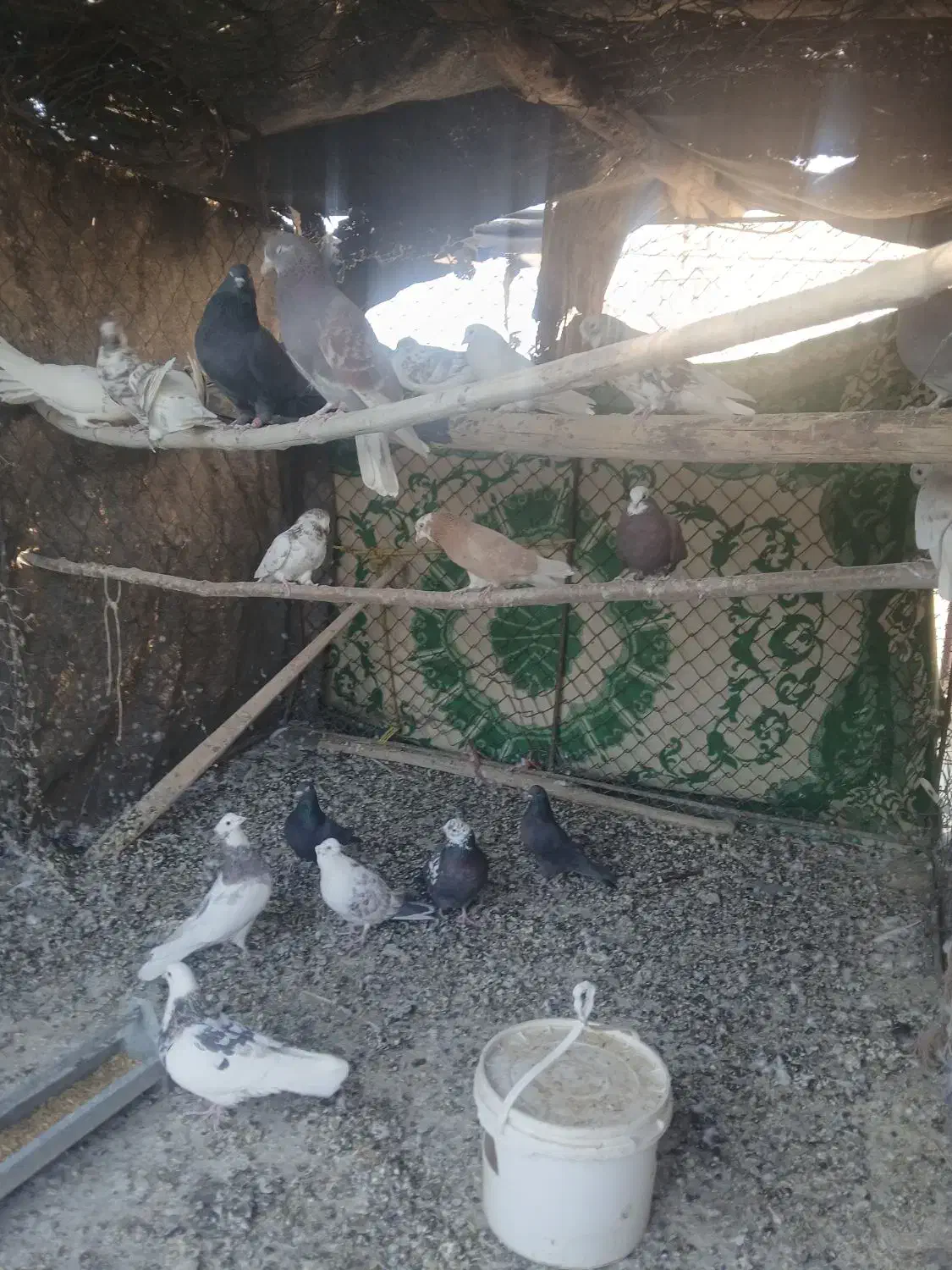 تعدای کبوتر|پرنده|قره چای, |دیوار