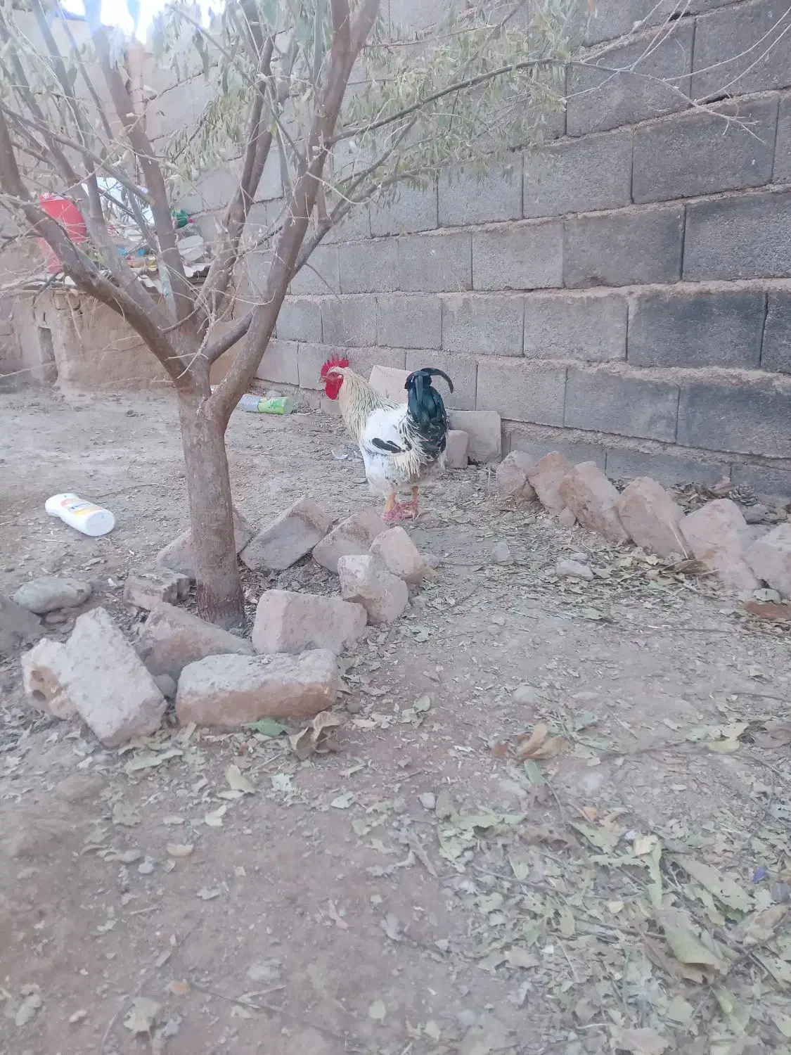 خروس|حیوانات مزرعه|گلبهار, بیزکی|دیوار