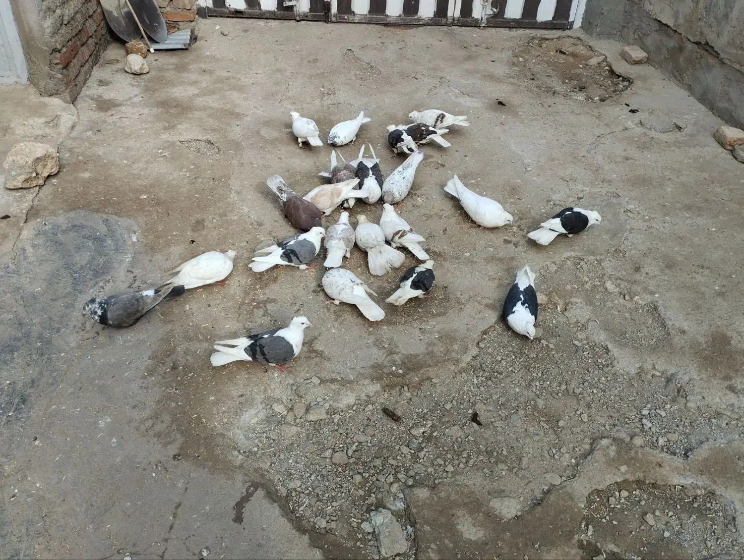 ...|پرنده|سیلاخور, |دیوار