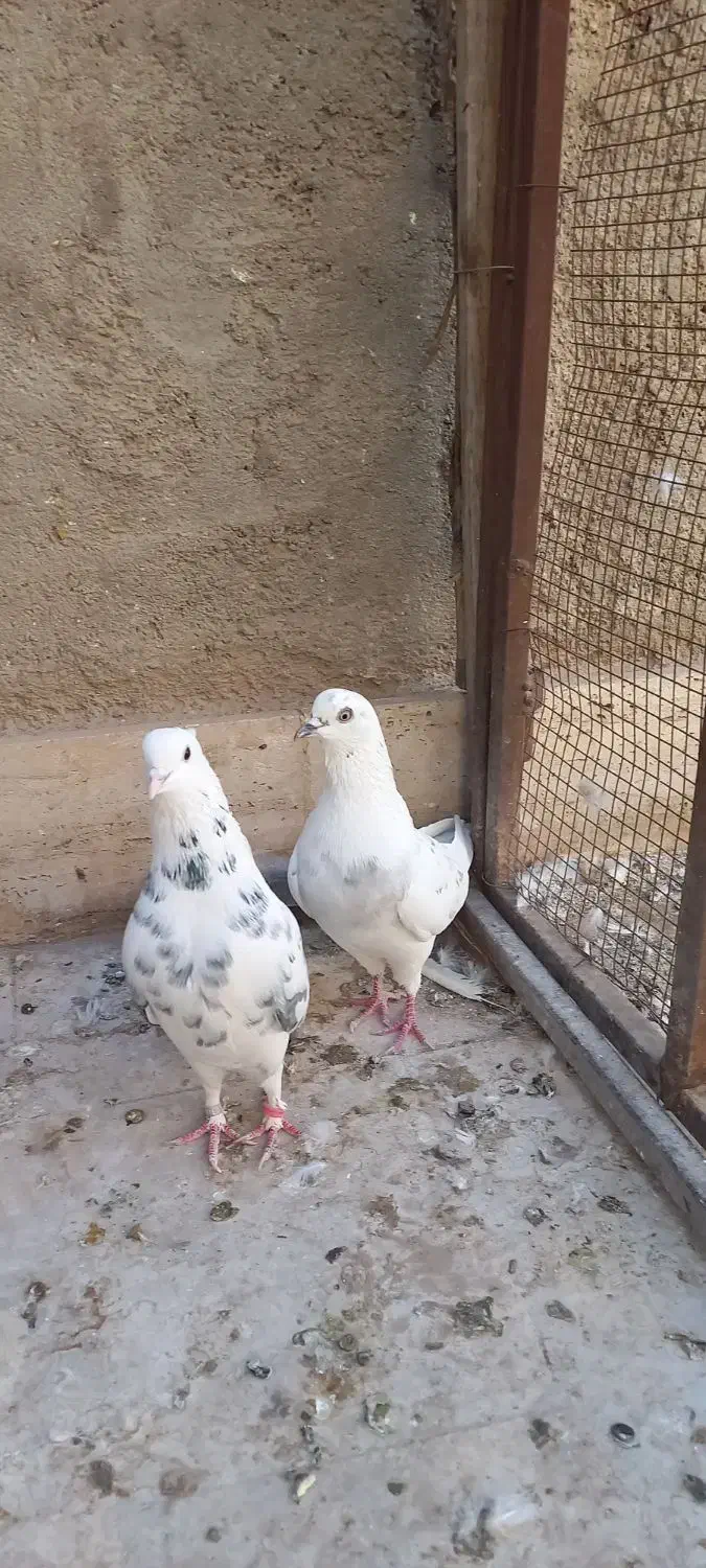 چهار عدد کبوتر  فروشی|پرنده|قم, باغ کرباسی|دیوار