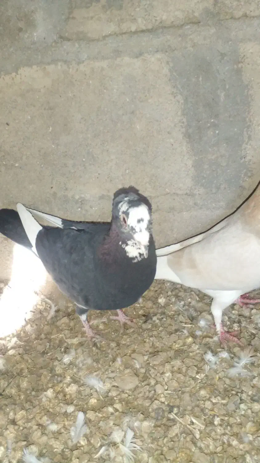 کبوتر|پرنده|یزدان شهر, |دیوار