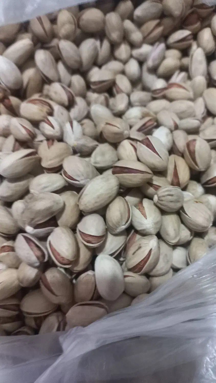 پسته فندقی|خوردنی و آشامیدنی|قم, چهل درخت‎|دیوار