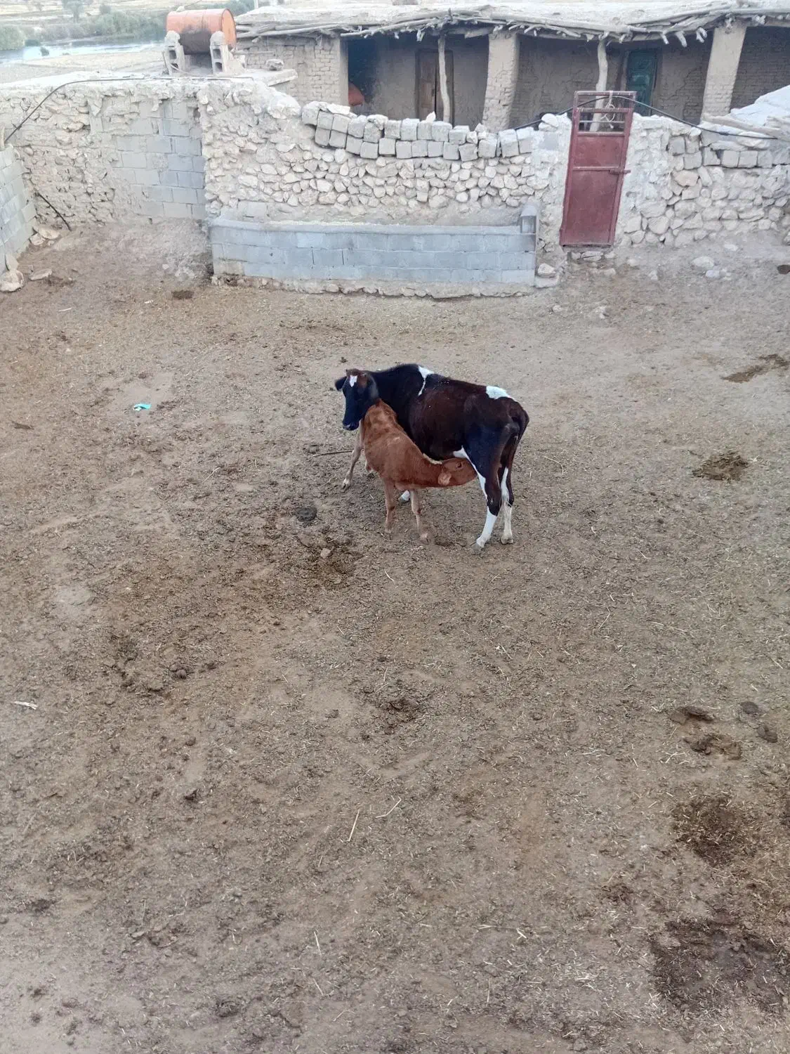 گاو وگوساله  وماده ونر|حیوانات مزرعه|اقلید, |دیوار