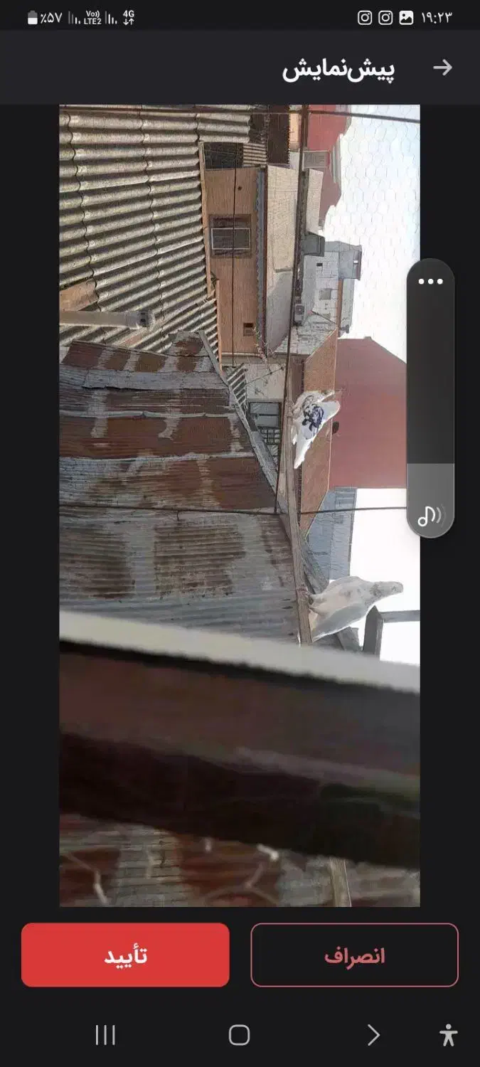 کبوتر پرشی|پرنده|رشت, باهنر|دیوار