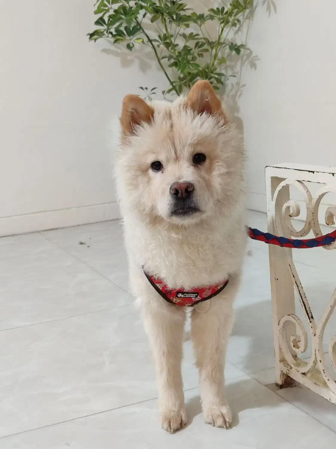 سگ چاوچاو|سگ|فردیس, قریشی|دیوار