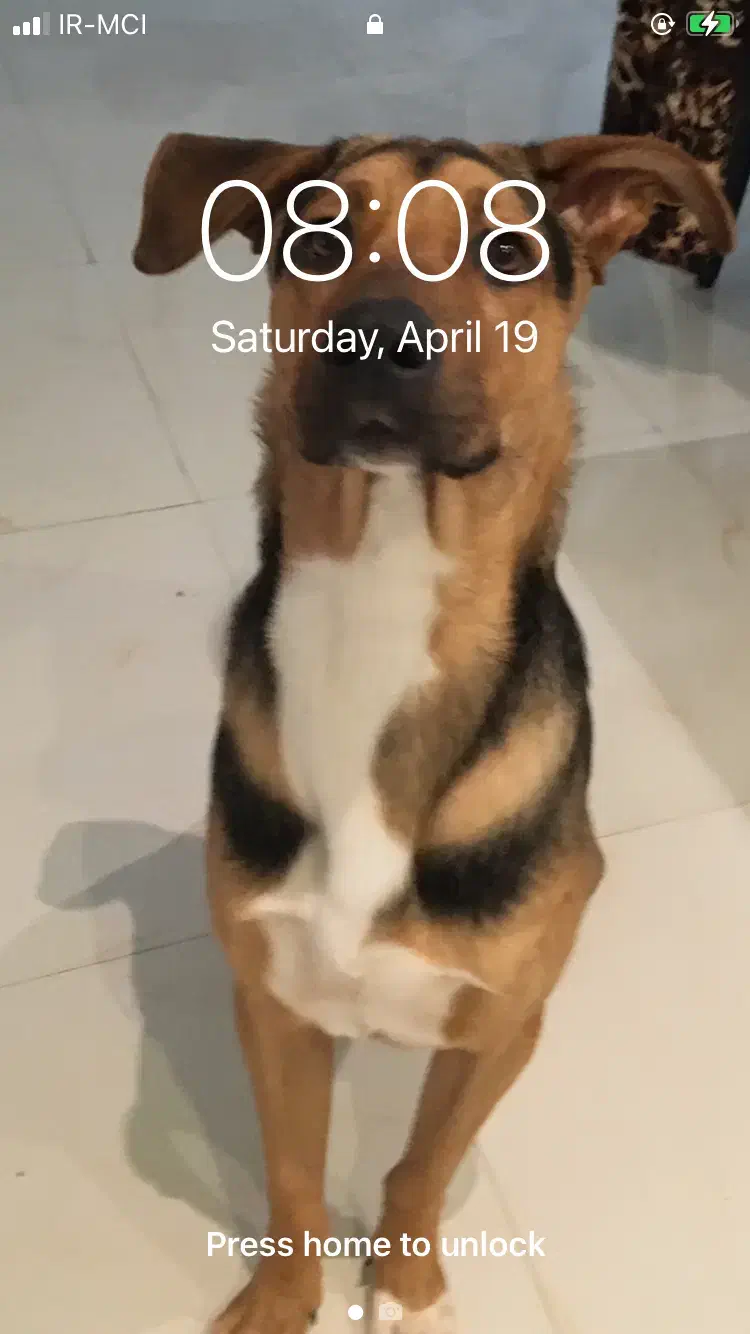 سگ نر میکس دوبرمن|سگ|تهران, شهران شمالی|دیوار