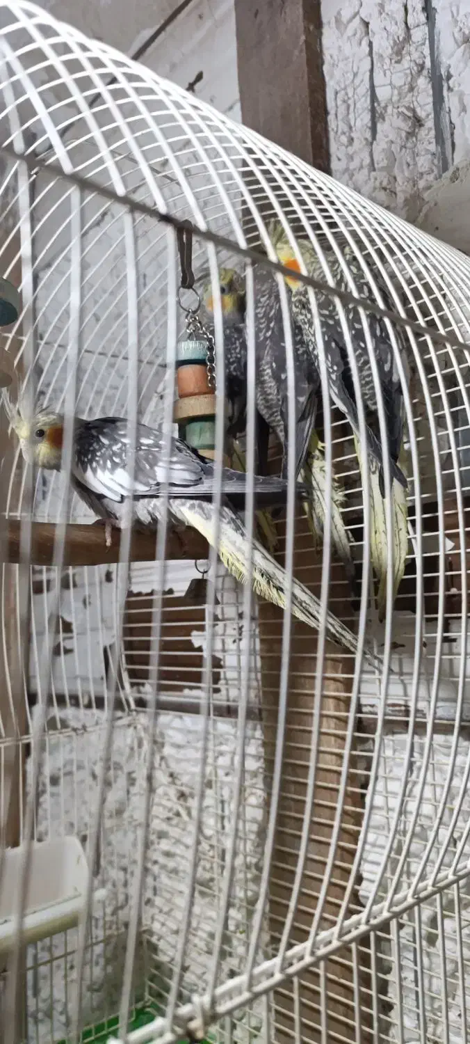 پرنده عروس هلندی|پرنده|سیاهکل, |دیوار