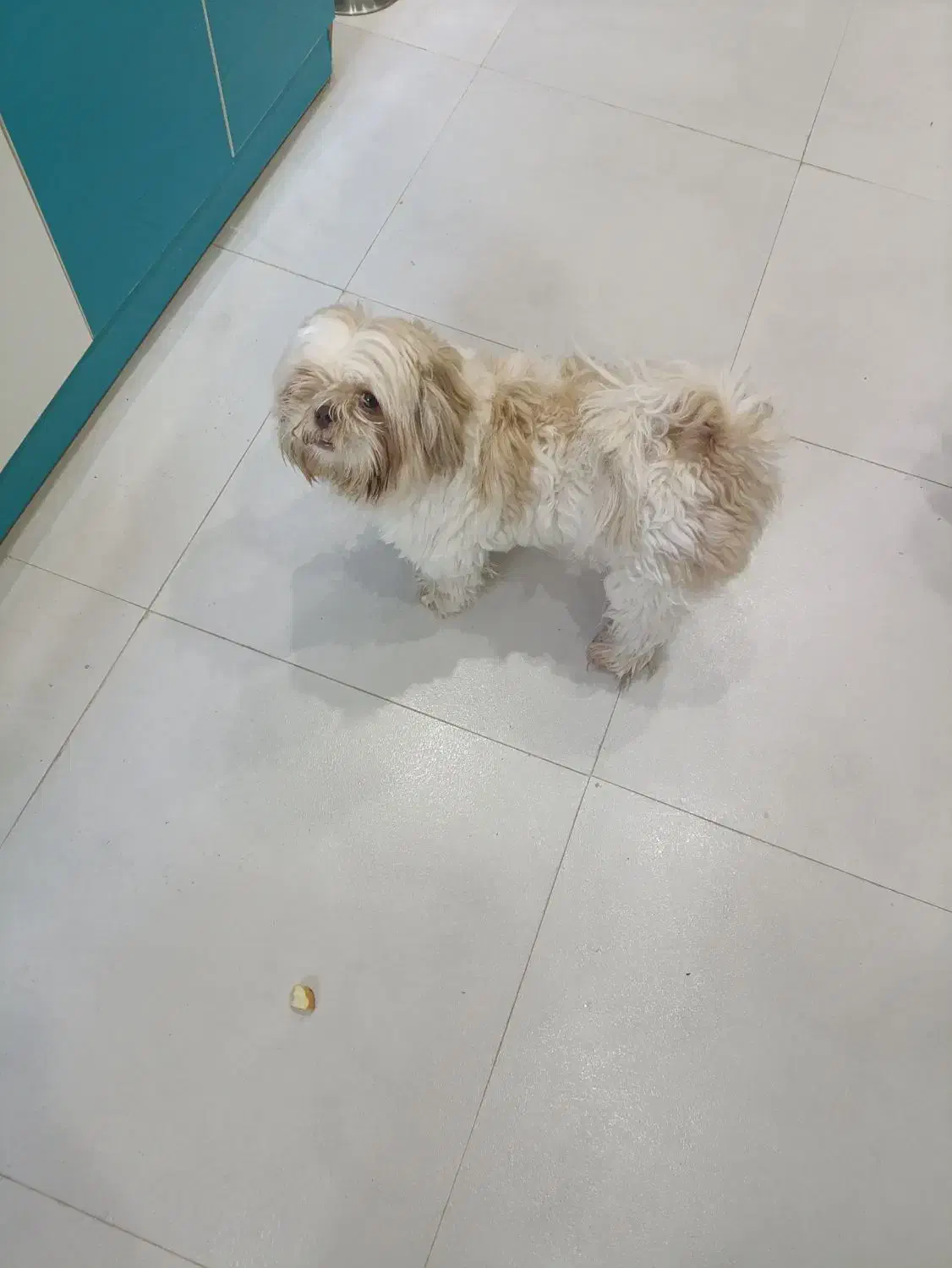 واگذاری سگ شیتزو  مینی|سگ|بندرعباس, |دیوار