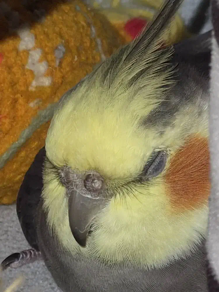 عروس هلندی گمشده|حیوانات|تنکابن, |دیوار