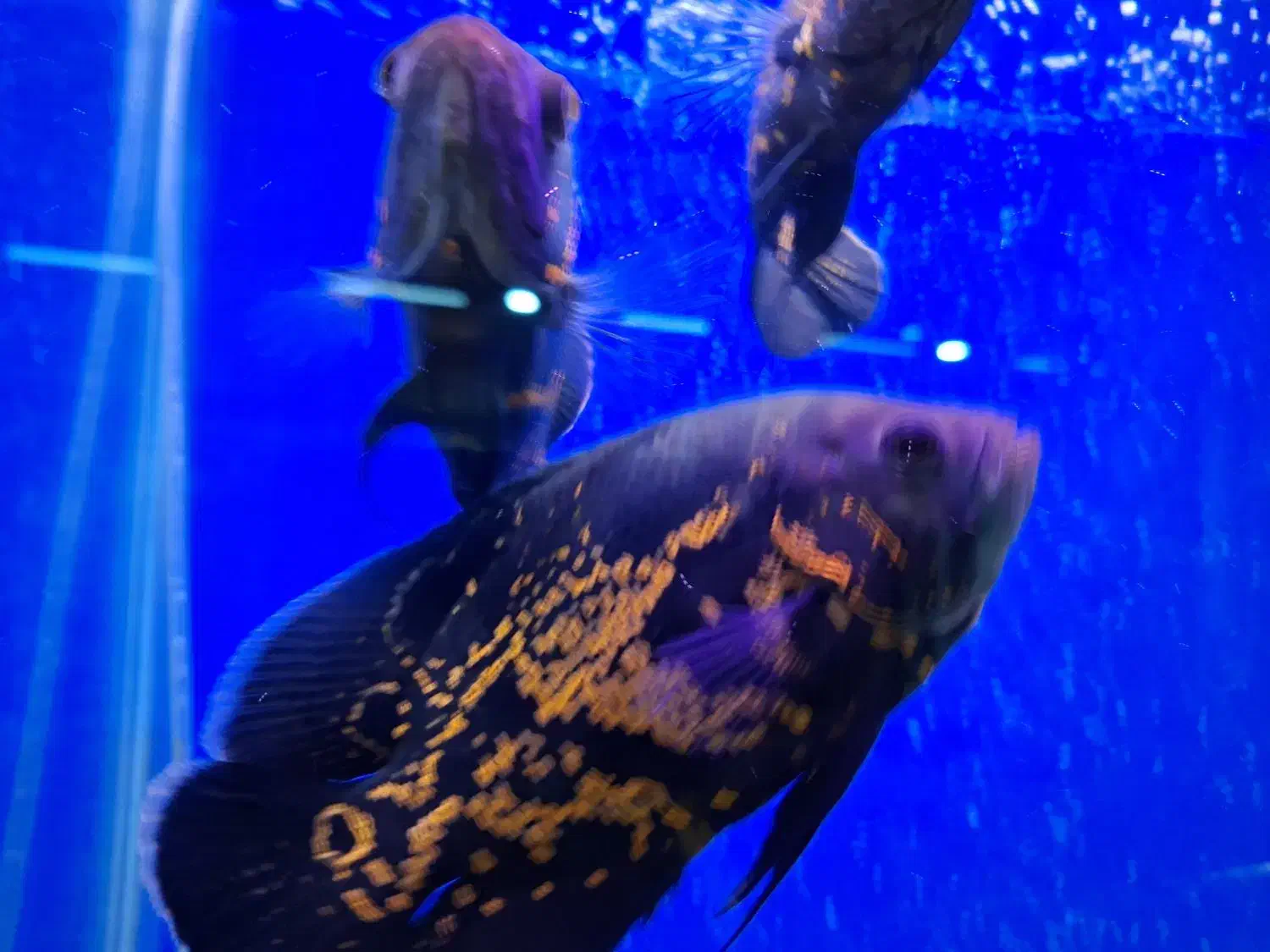 ماهی اسکار|ماهی|ملایر, |دیوار