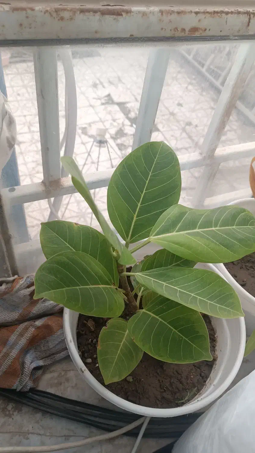 گل طبیعی|گل و گیاه طبیعی|تربت‌حیدریه, قائم|دیوار