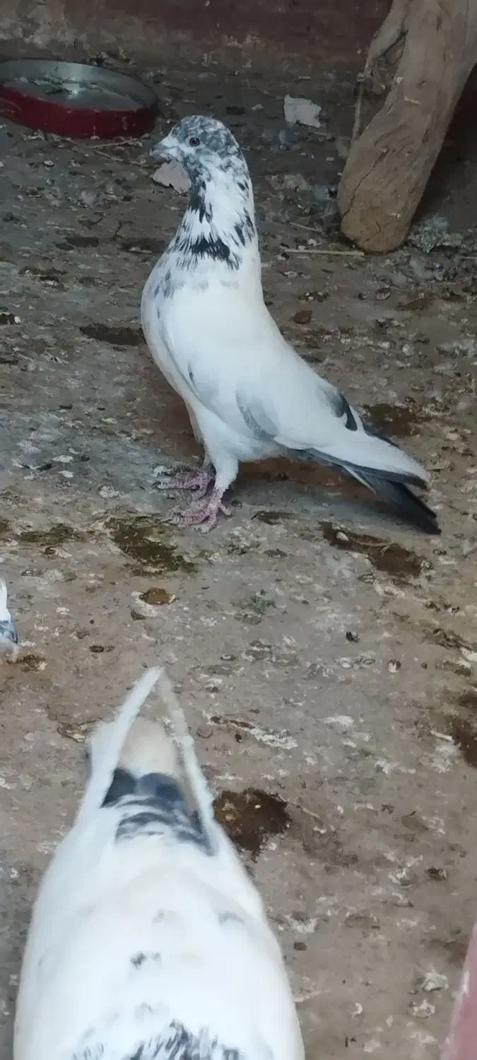 سه کفتر پرشی|پرنده|ماهنشان, |دیوار