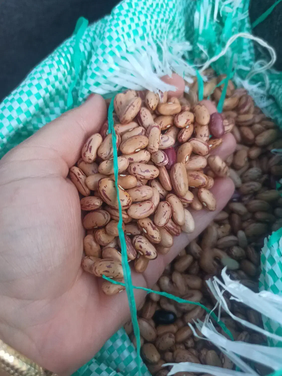 لوبیا چیتی ازبکی|خوردنی و آشامیدنی|شیراز, دارالرحمه|دیوار