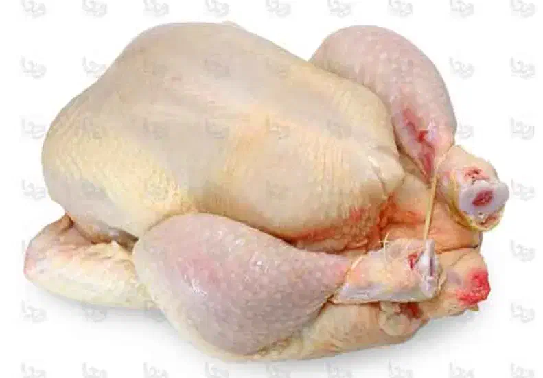 مرغ روز|حراج|ایوان, |دیوار