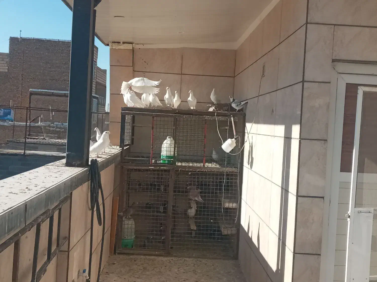 المانی سفید ده جفت علی اباد گونه|پرنده|محمدشهر, محمدشهر|دیوار