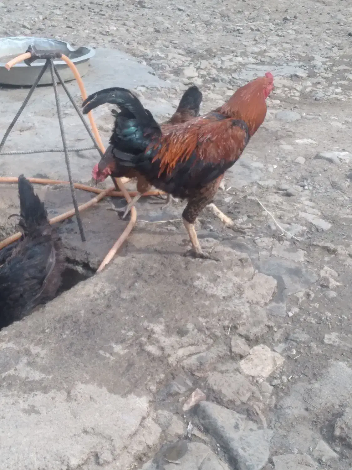 خروس محلی|حیوانات مزرعه|آبش احمد, |دیوار