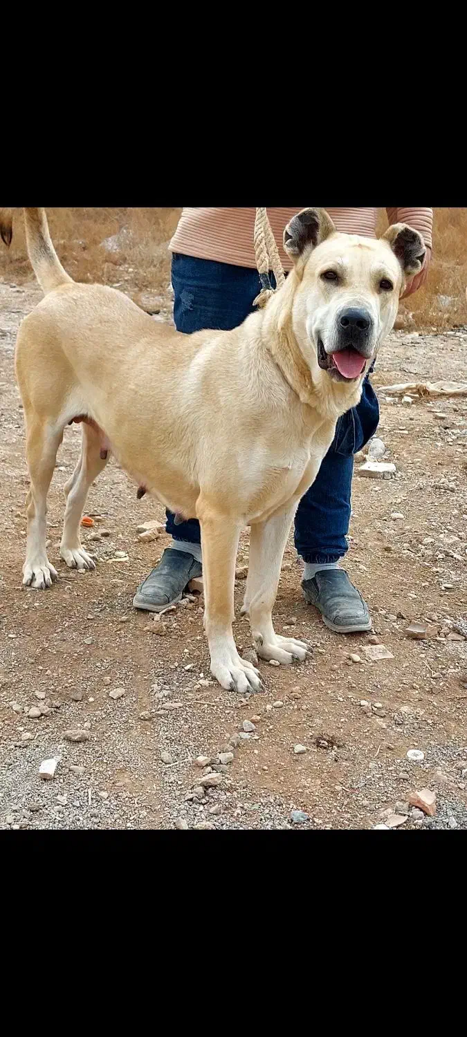 سگ نر و ماده سرابی|سگ|قرچک, ولی آباد|دیوار