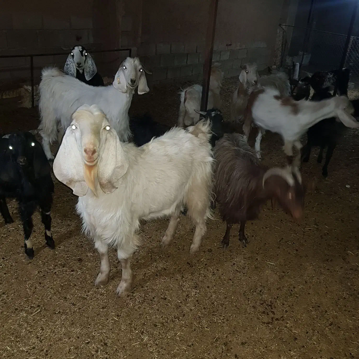 تعدادی بز پاکستانی وبز شهرکردی ودورگ|حیوانات مزرعه|شاهینشهر, مورچه خورت|دیوار