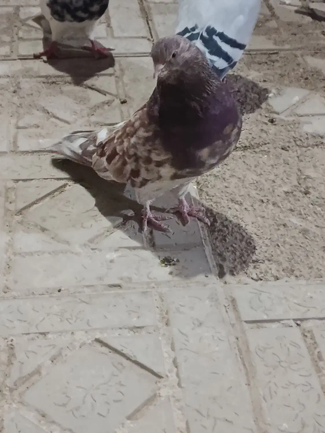 سرور نر|پرنده|اردبیل, |دیوار