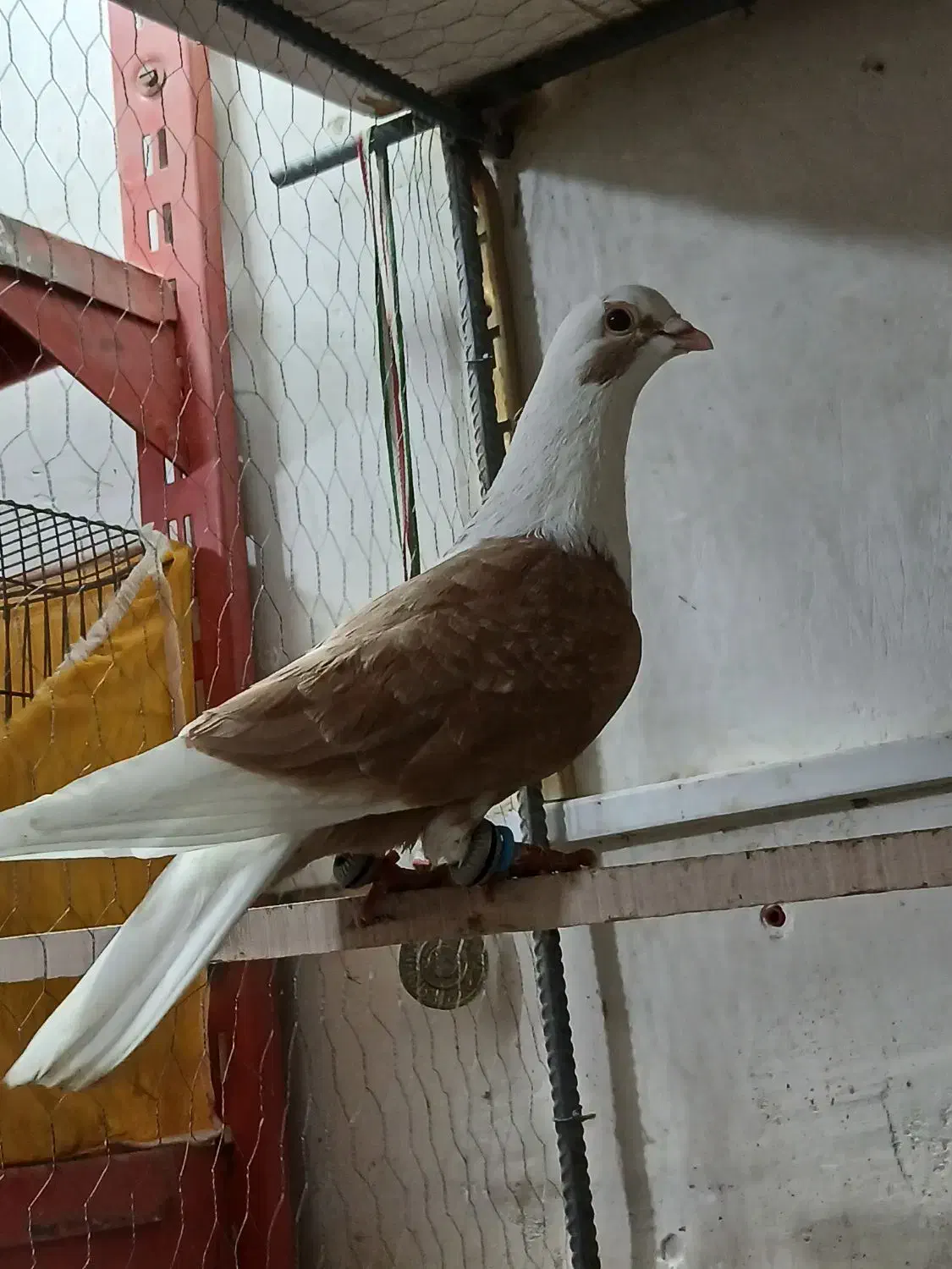 تعداد ۱۰عدد کبوتر پرشی ضدوخوردی|پرنده|رامیان, |دیوار