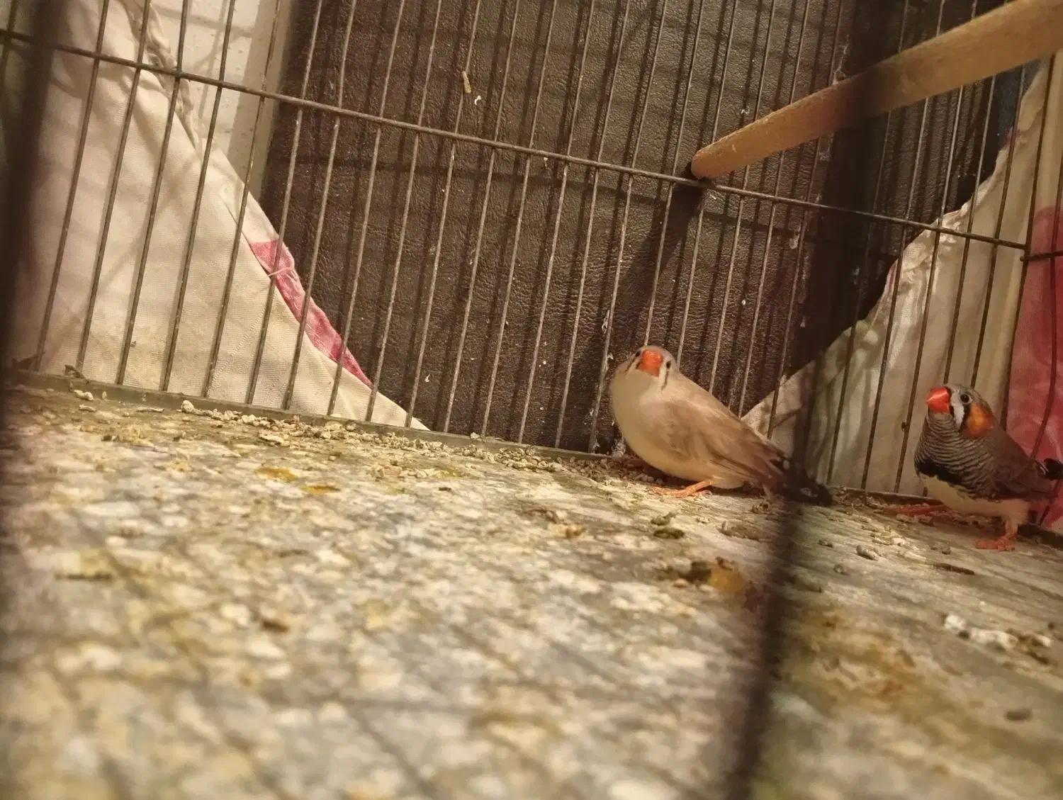 فنج|پرنده|فولادشهر, B6|دیوار