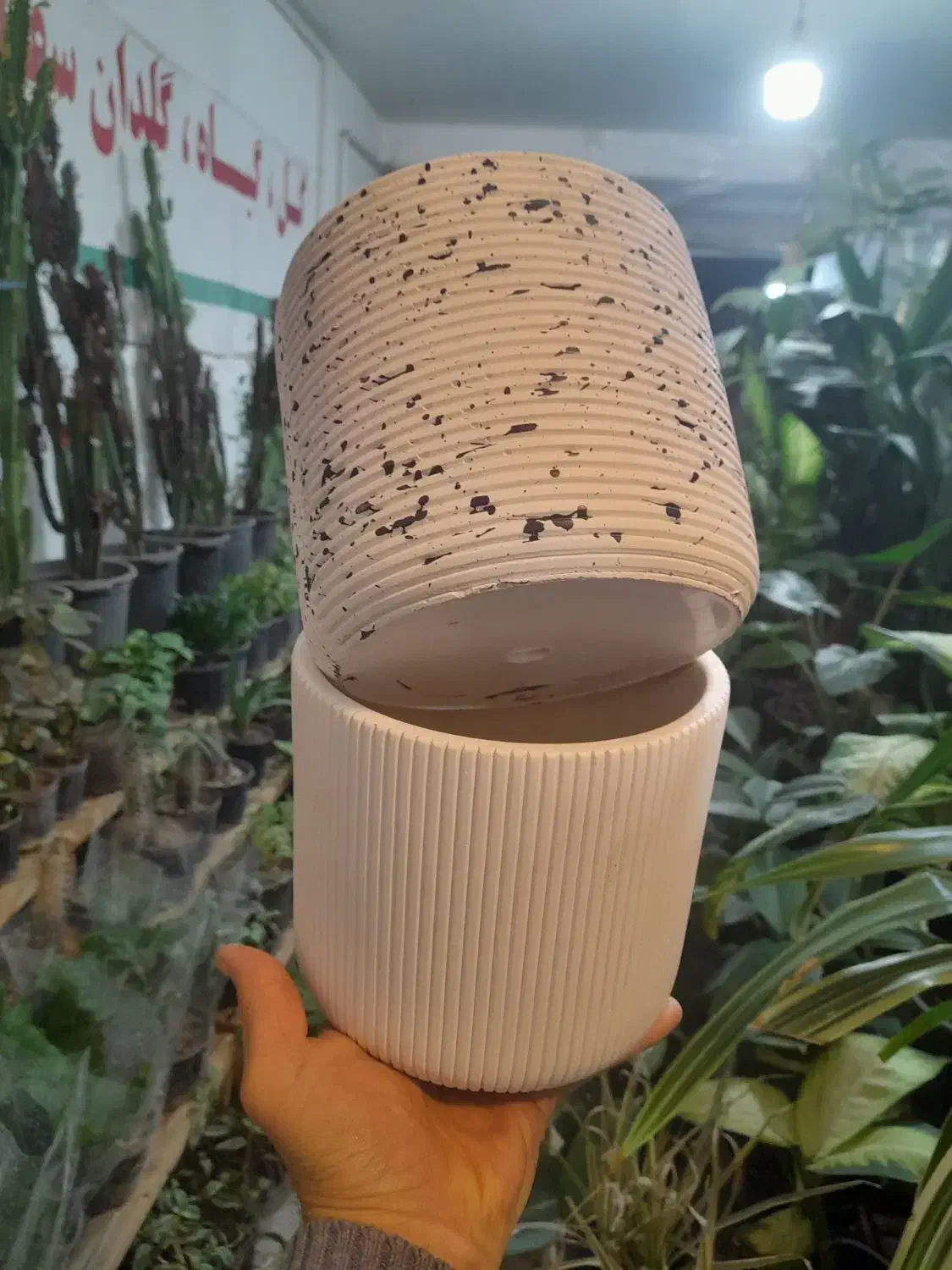 گیاه گلدان چی میخوای تعویض با انواع کاغذیجات باطله|گل و گیاه طبیعی|مشهد, شفا|دیوار