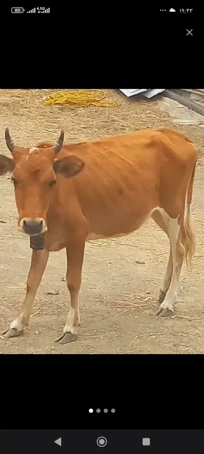 گوساله جوان یک ساله|حیوانات مزرعه|رشت, پسیخان|دیوار